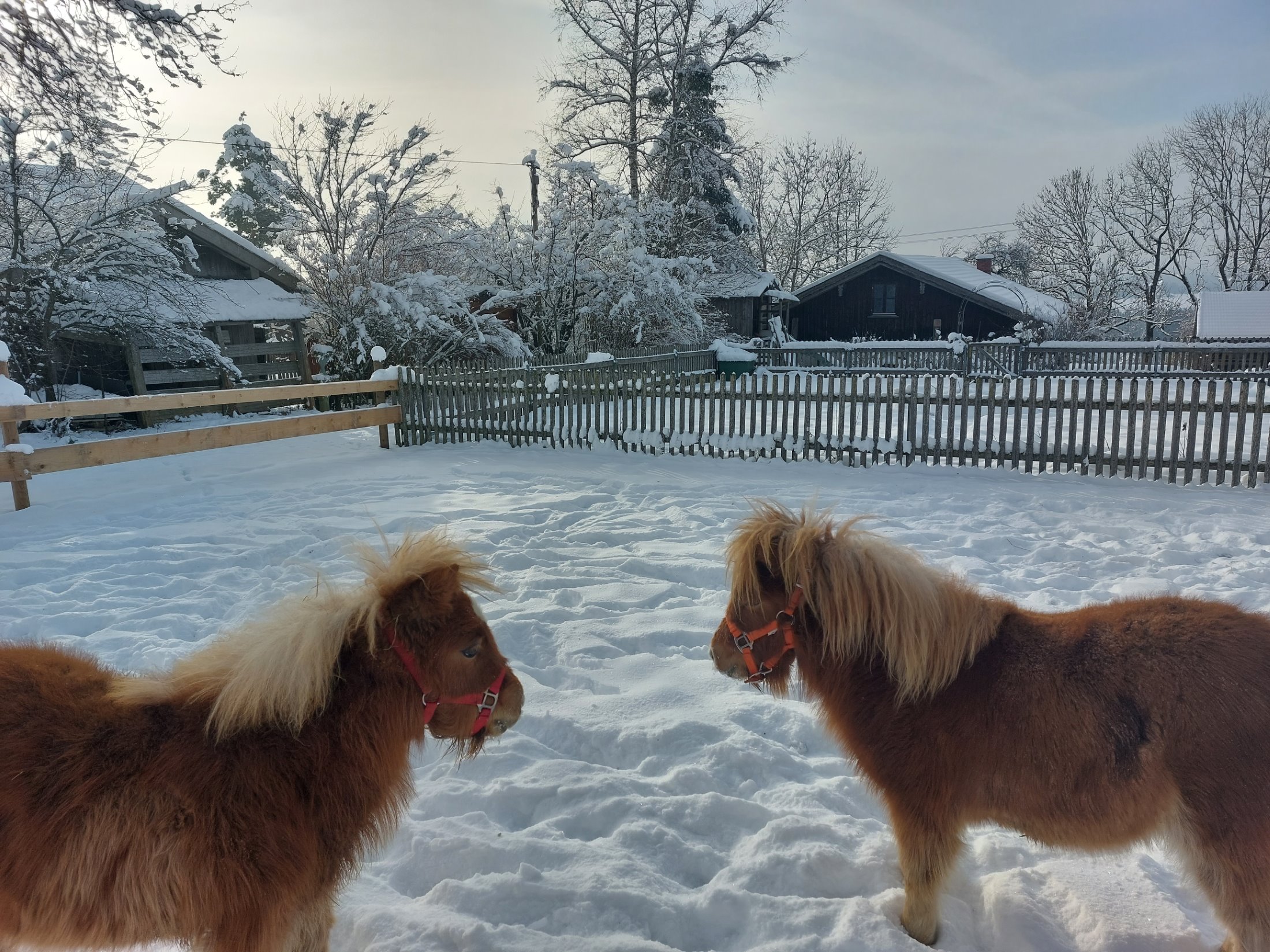 Ponys auf dem Thalerhof in Bad Tölz