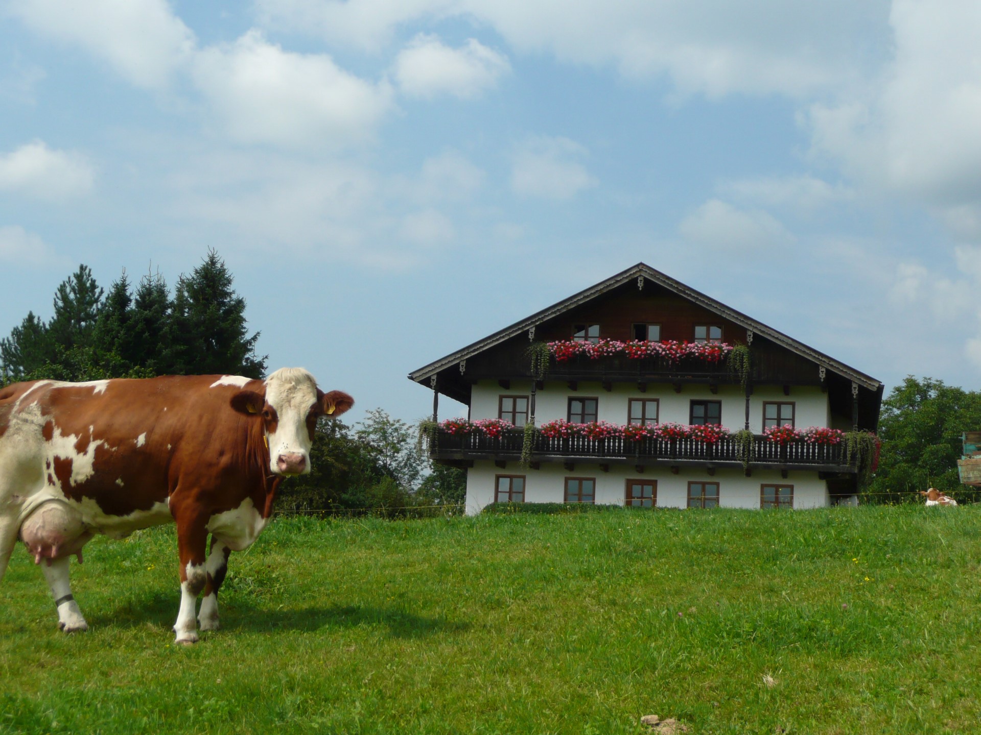 Tiere auf Thalerhof in Bad Tölz